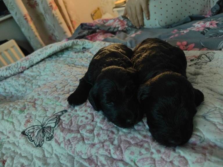 Cockapoo puppies for sale in Newry, County Down – 6 weeks old - Image 5 of 5