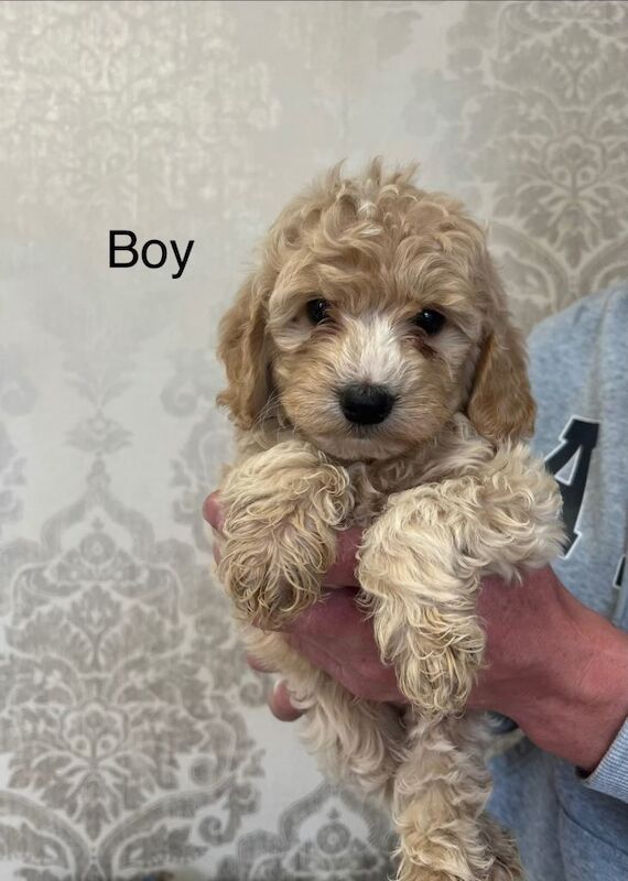 Cockapoo F1 - Image 2 of 3