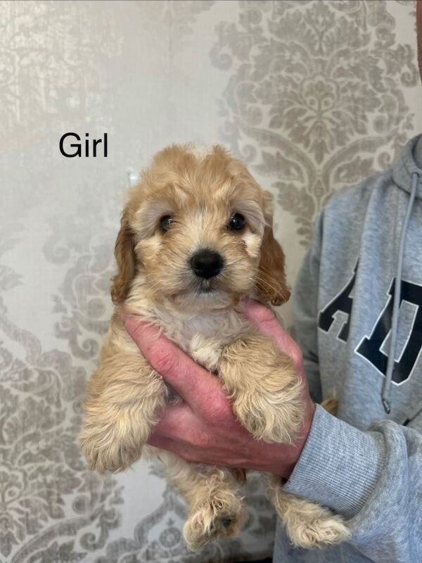 Cockapoo F1 - Image 3 of 3