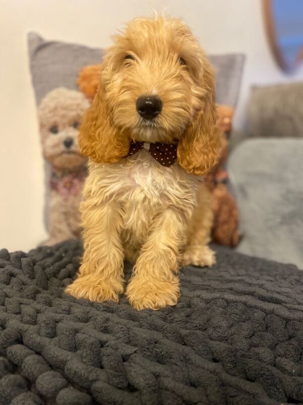 Cockapoo puppies for sale in Swansea – 5 months old - Image 2 of 5
