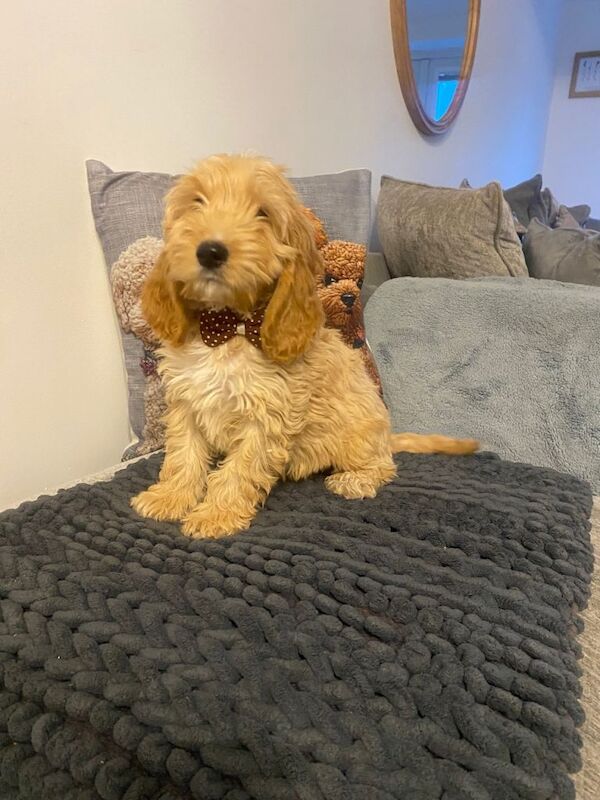 Cockapoo puppies for sale in Swansea – 5 months old - Image 4 of 5