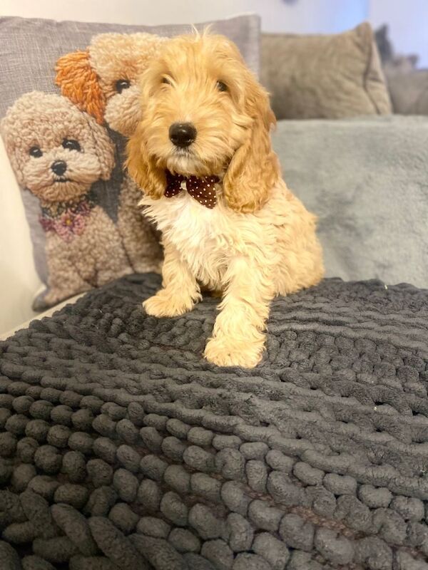 Cockapoo puppies for sale in Swansea – 5 months old - Image 5 of 5