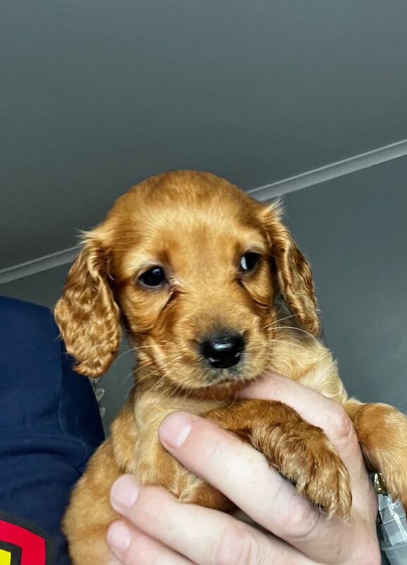 Cockapoo F1 puppies for sale in Magherafelt, County Londonderry