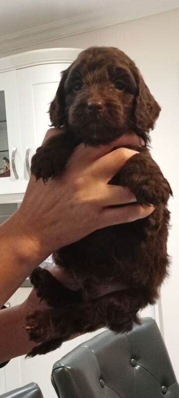 Cockapoo puppies for sale in Glenrothes, Fife – 4 weeks old - Image 2 of 4