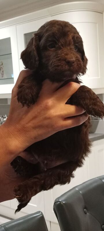 Cockapoo puppies for sale in Glenrothes, Fife – 4 weeks old - Image 3 of 4