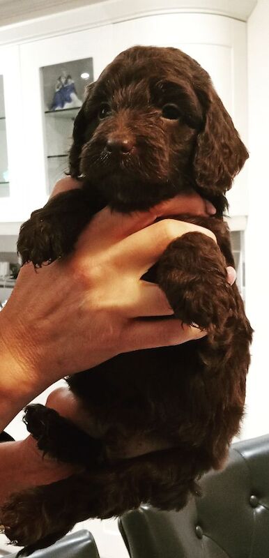 Cockapoo puppies for sale in Glenrothes, Fife – 4 weeks old - Image 4 of 4