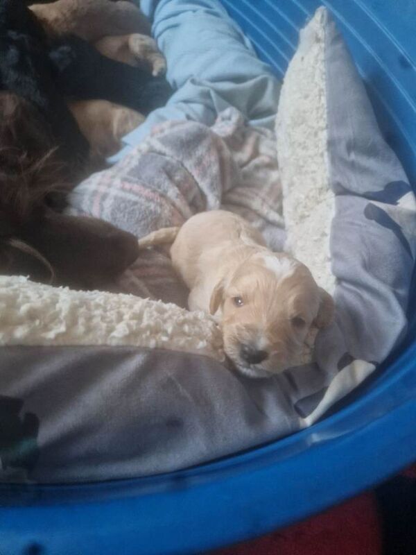 Cockapoo f1 puppys - Image 2 of 6