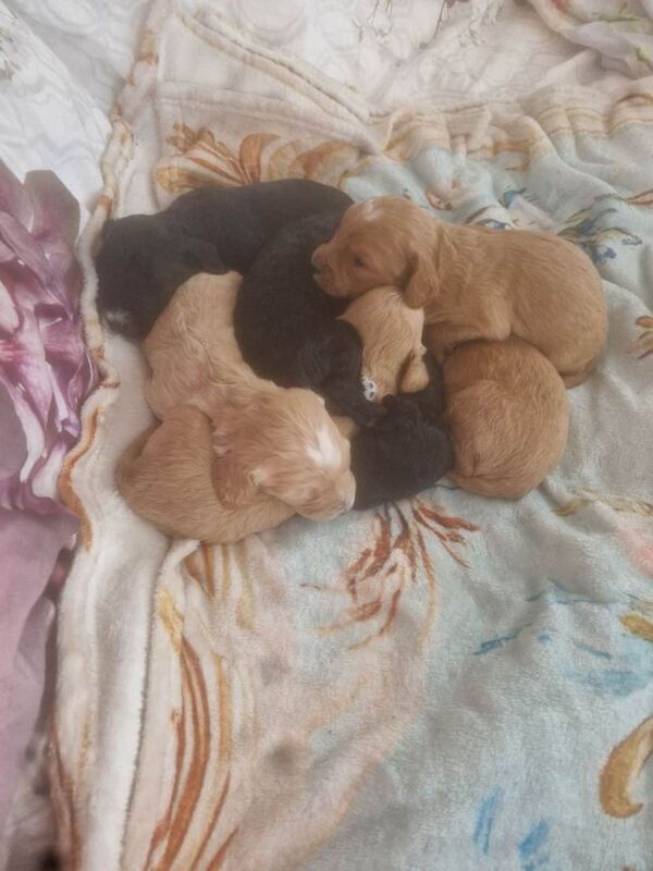 Cockapoo f1 puppys - Image 3 of 6