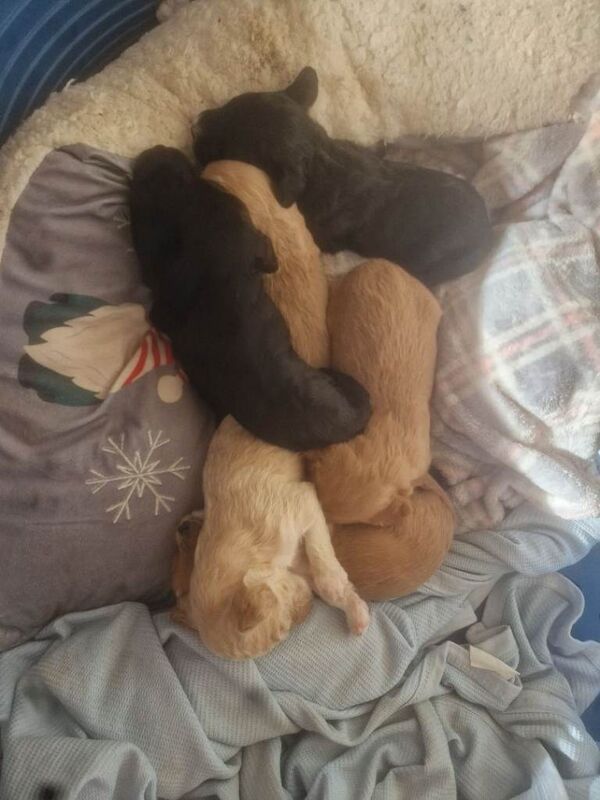 Cockapoo f1 puppys - Image 5 of 6