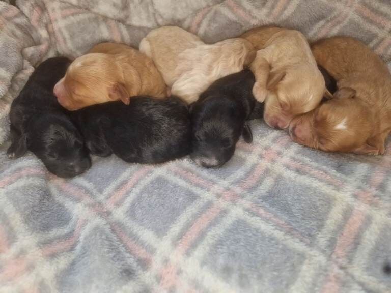 Cockapoo f1 puppys - Image 6 of 6