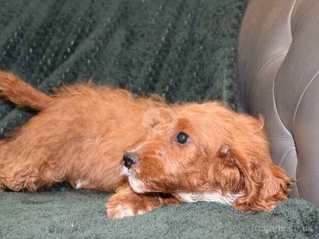 Cockapoo F1 Red Boy Ready Now. - Image 2 of 5