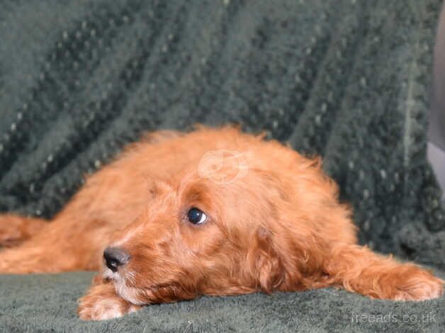 Cockapoo F1 Red Boy Ready Now. - Image 3 of 5