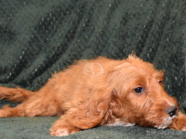 Cockapoo F1 Red Boy Ready Now. - Image 4 of 5