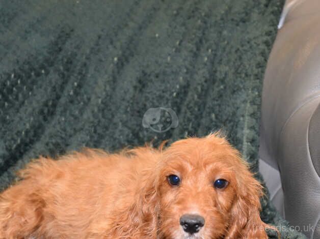 Cockapoo F1 Red Boy Ready Now. - Image 5 of 5