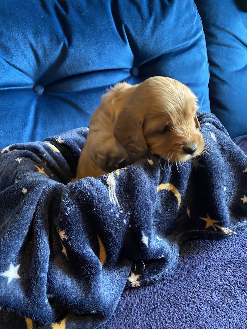 Cockapoo puppies for sale in Scunthorpe, Lincolnshire – 1 year old - Image 2 of 14
