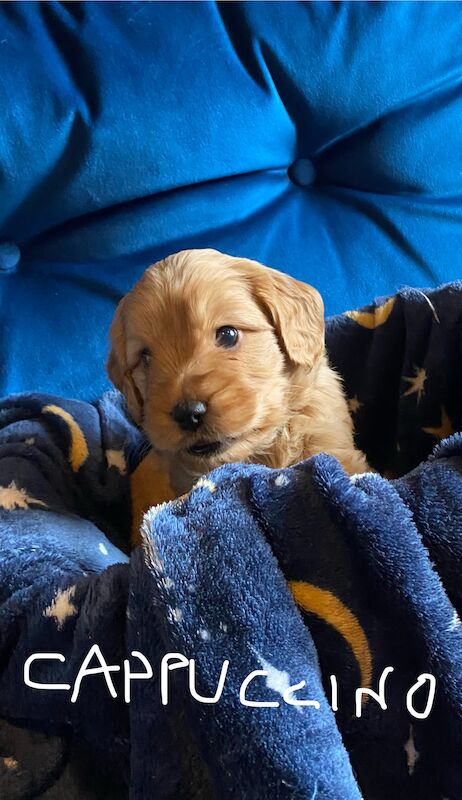 Cockapoo puppies for sale in Scunthorpe, Lincolnshire – 1 year old - Image 3 of 14