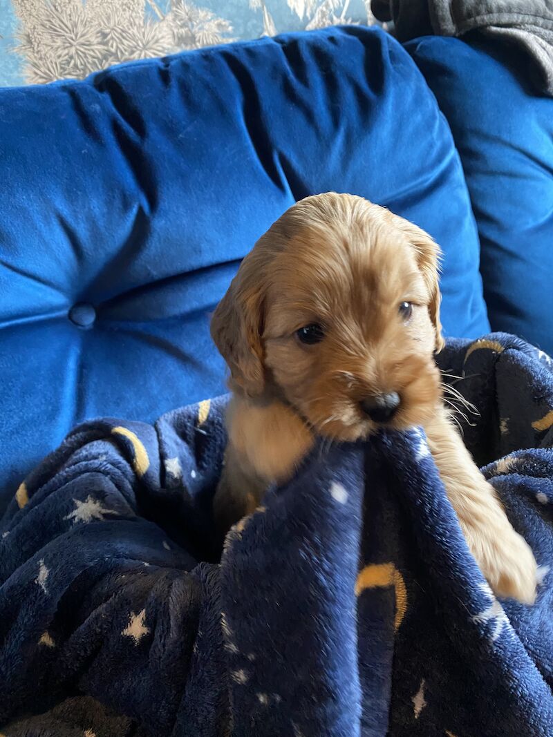 Cockapoo puppies for sale in Scunthorpe, Lincolnshire – 1 year old - Image 4 of 14
