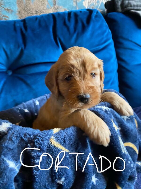 Cockapoo puppies for sale in Scunthorpe, Lincolnshire – 1 year old - Image 5 of 14