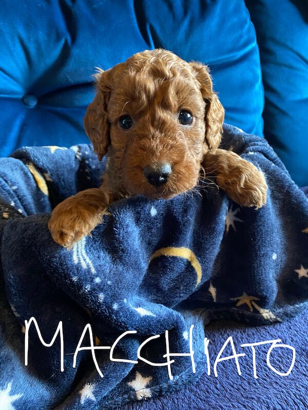 Cockapoo puppies for sale in Scunthorpe, Lincolnshire – 1 year old - Image 6 of 14