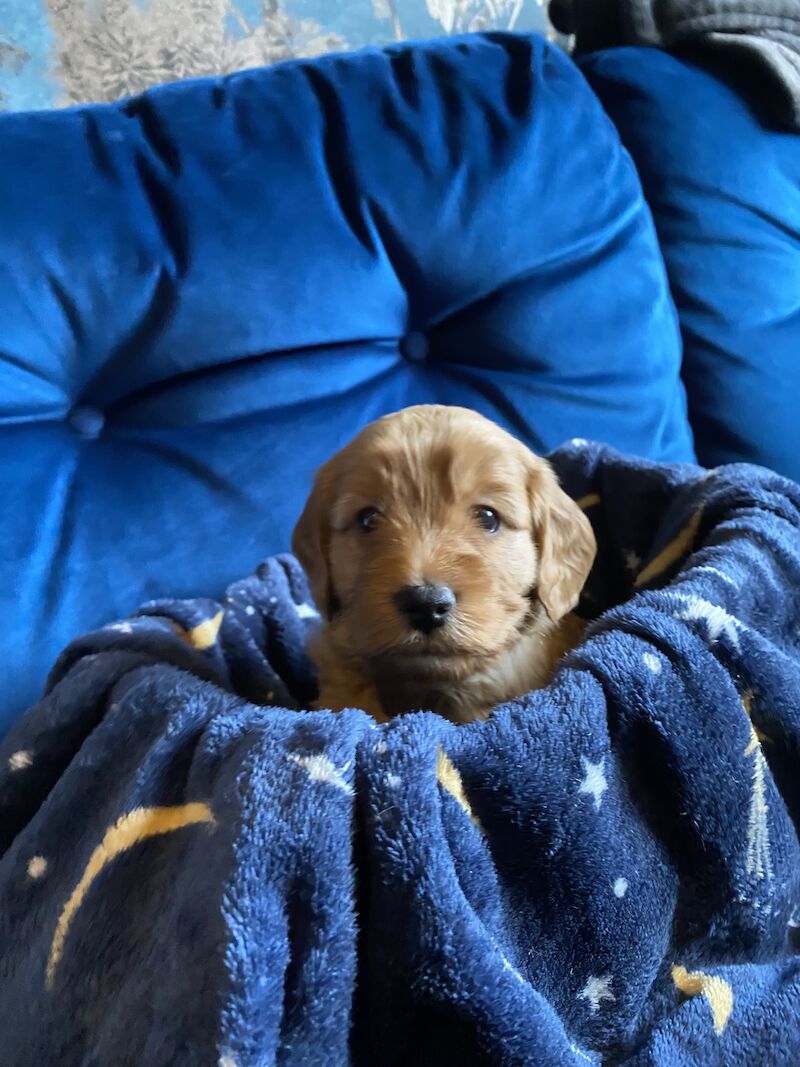 Cockapoo puppies for sale in Scunthorpe, Lincolnshire – 1 year old - Image 7 of 14