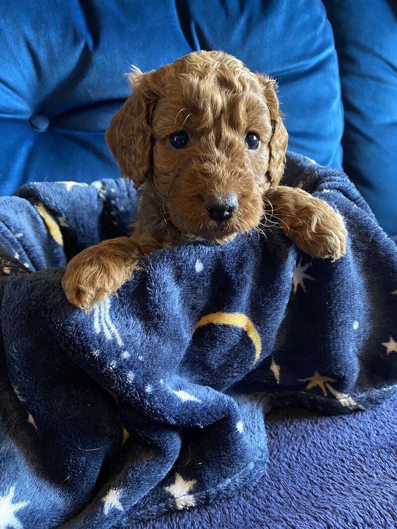 Cockapoo puppies for sale in Scunthorpe, Lincolnshire – 1 year old - Image 8 of 14