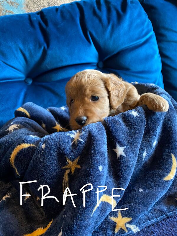 Cockapoo puppies for sale in Scunthorpe, Lincolnshire – 1 year old - Image 9 of 14