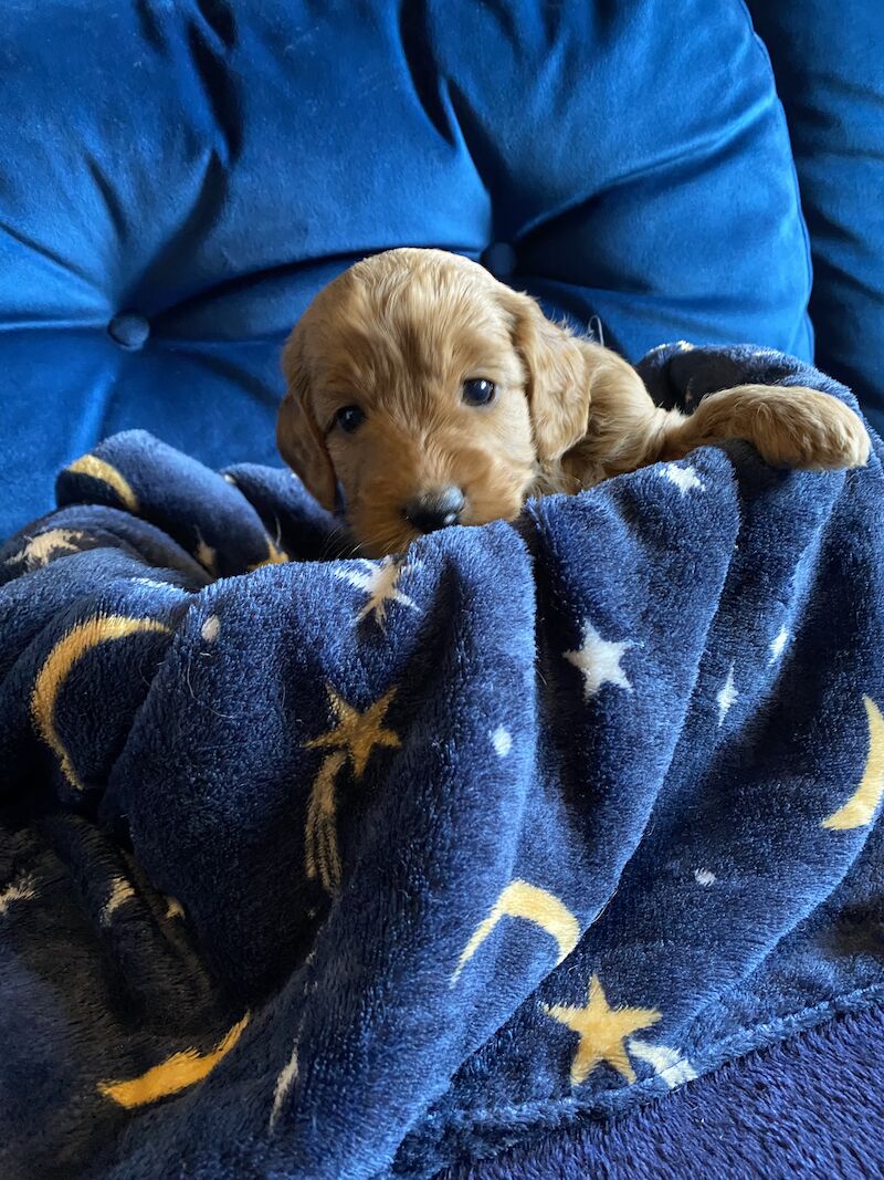 Cockapoo puppies for sale in Scunthorpe, Lincolnshire – 1 year old - Image 10 of 14