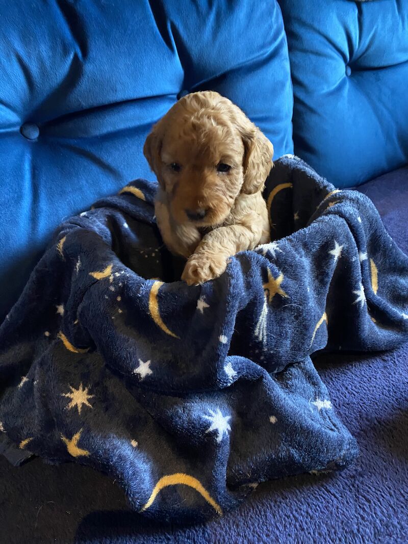 Cockapoo puppies for sale in Scunthorpe, Lincolnshire – 1 year old - Image 12 of 14