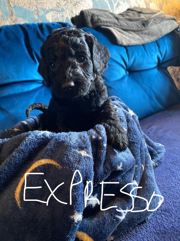 Cockapoo puppies for sale in Scunthorpe, Lincolnshire – 1 year old - Image 13 of 14