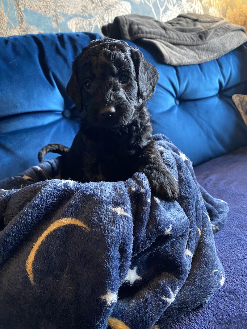 Cockapoo puppies for sale in Scunthorpe, Lincolnshire – 1 year old - Image 14 of 14