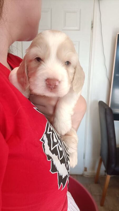 Cockapoo puppies for sale in Middlesbrough, North Yorkshire – 3 weeks old