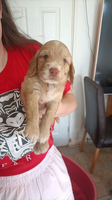 Cockapoo puppies for sale in Middlesbrough, North Yorkshire – 3 weeks old - Image 2 of 3
