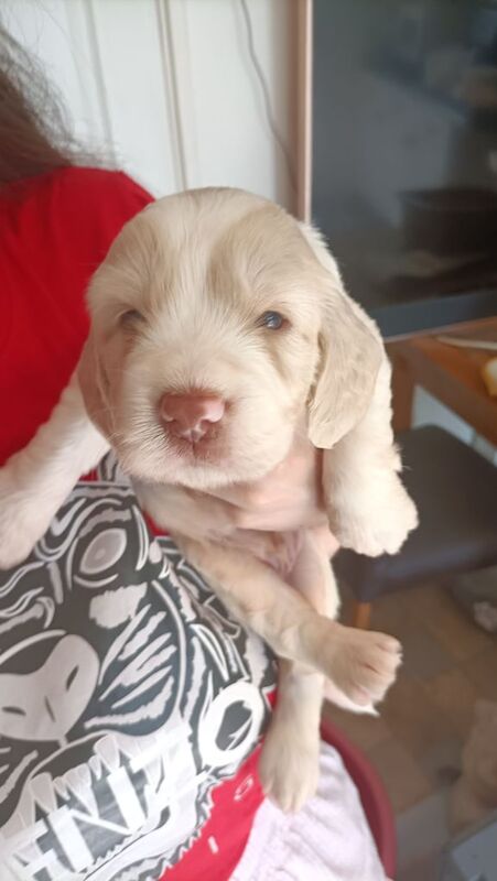 Cockapoo puppies for sale in Middlesbrough, North Yorkshire – 3 weeks old - Image 3 of 3