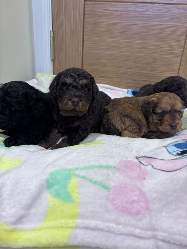 Cockapoo puppies for sale in Montrose, Angus – 5 weeks old