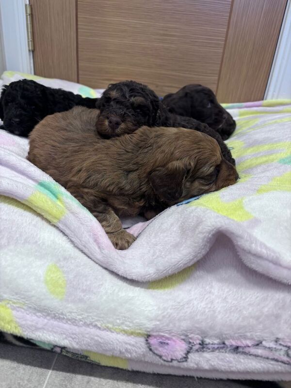 Cockapoo puppies for sale in Montrose, Angus – 5 weeks old - Image 2 of 5