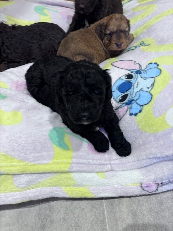 Cockapoo puppies for sale in Montrose, Angus – 5 weeks old - Image 3 of 5