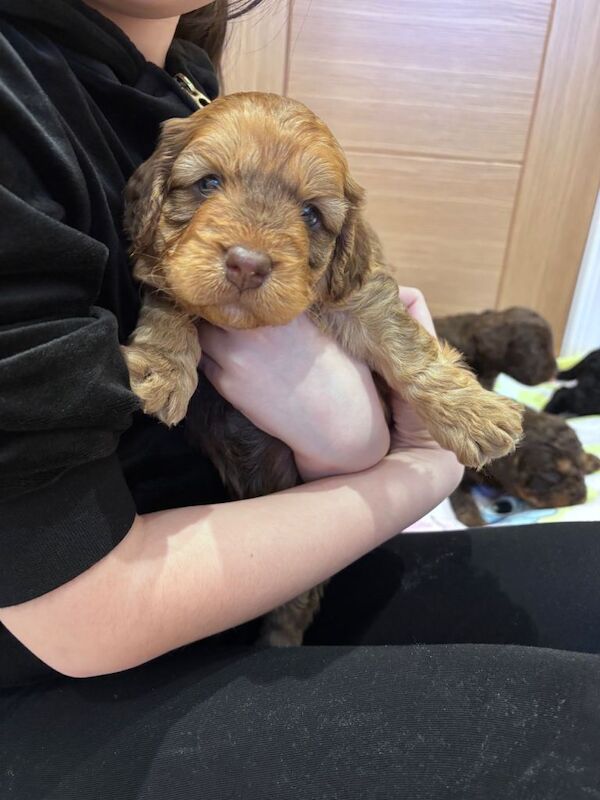 Cockapoo puppies for sale in Montrose, Angus – 5 weeks old - Image 5 of 5
