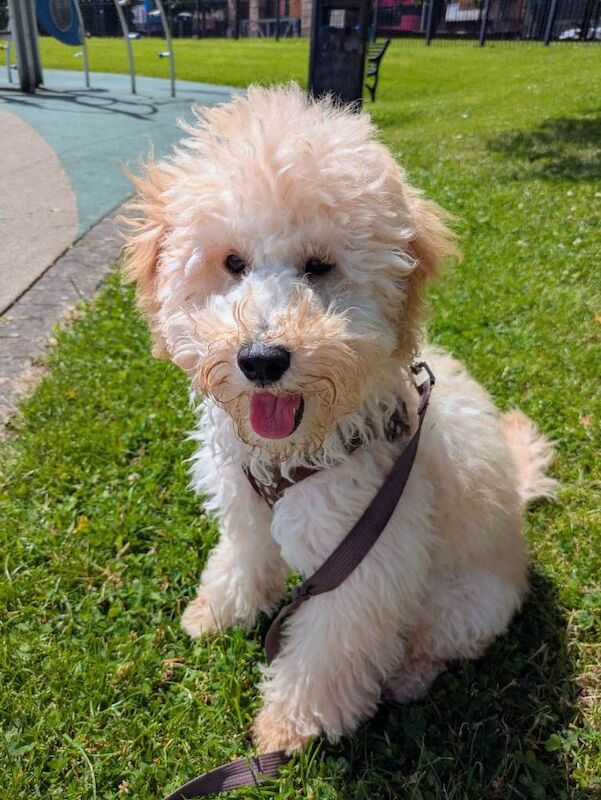 Cockapoo f1b