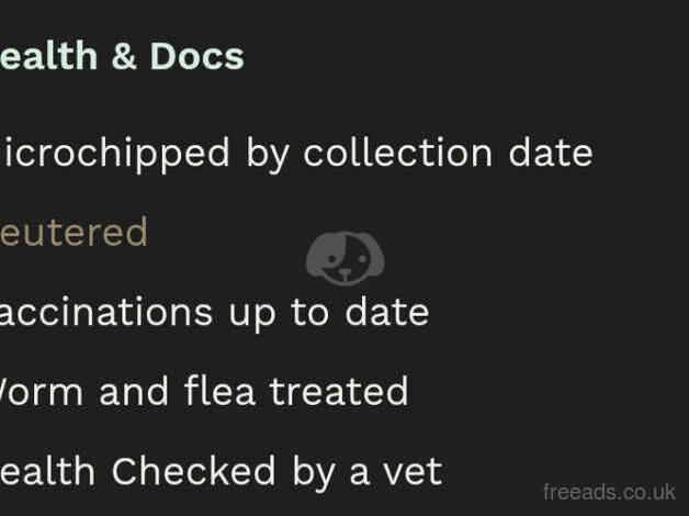 Cockapoo puppies for sale in Cleveleys, Lancashire – 1 year old - Image 2 of 4