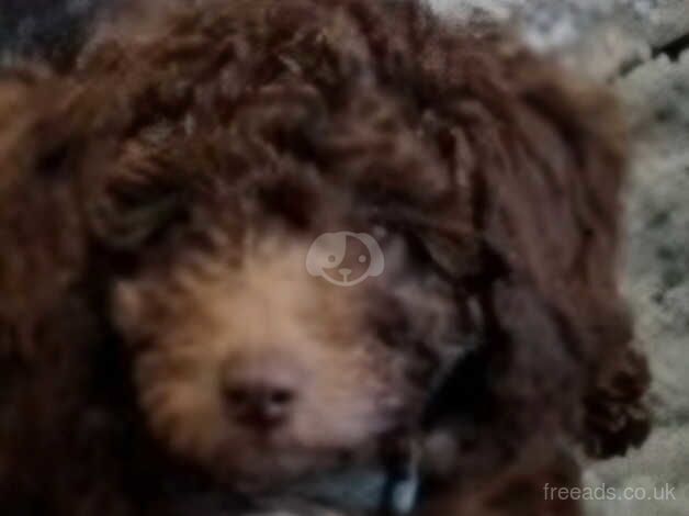 Cockapoo puppies for sale in Cleveleys, Lancashire – 1 year old - Image 3 of 4