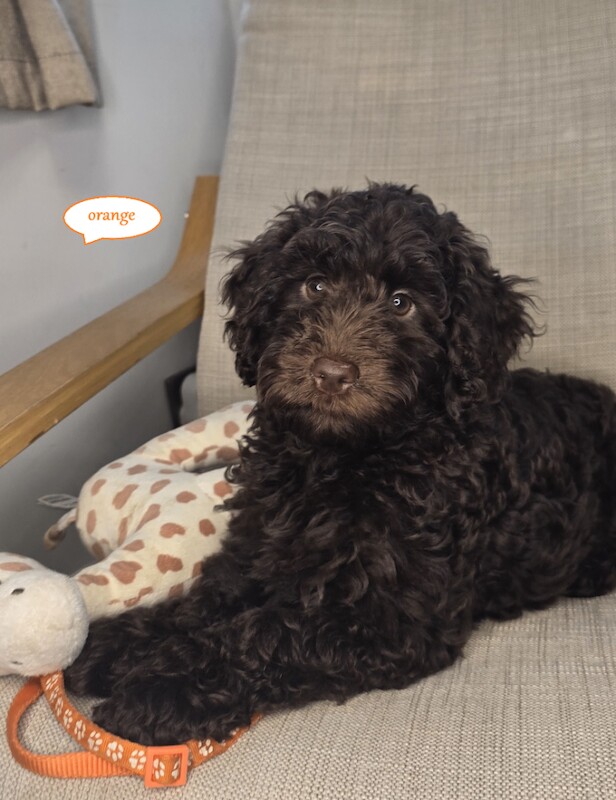 Cockapoo Puppies For Sale