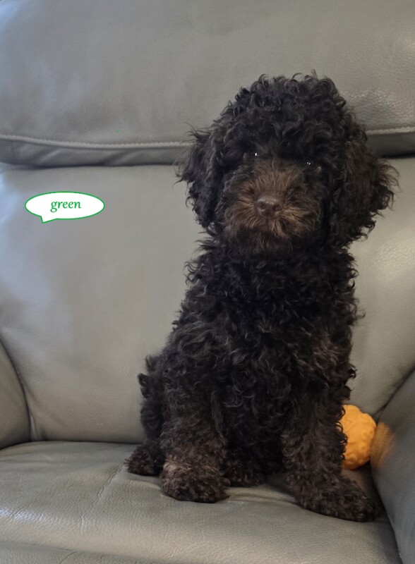 Cockapoo F1b chocolate - Image 2 of 3