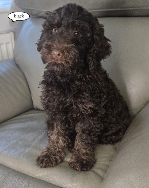 Cockapoo F1b chocolate - Image 3 of 3