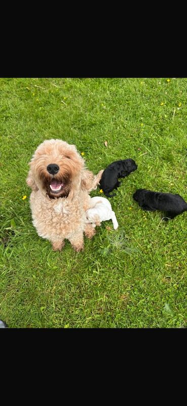 Cockapoo puppies for sale in Highland Boath, Nairn – 10 weeks old