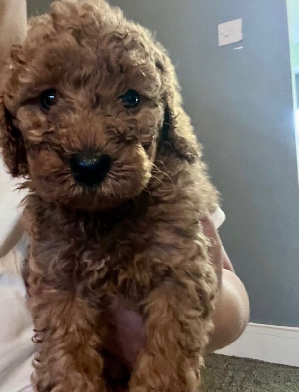Cockapoo puppies for sale in Warrington, Cheshire – 6 weeks old