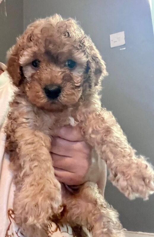 Cockapoo puppies for sale in Warrington, Cheshire – 6 weeks old - Image 2 of 3