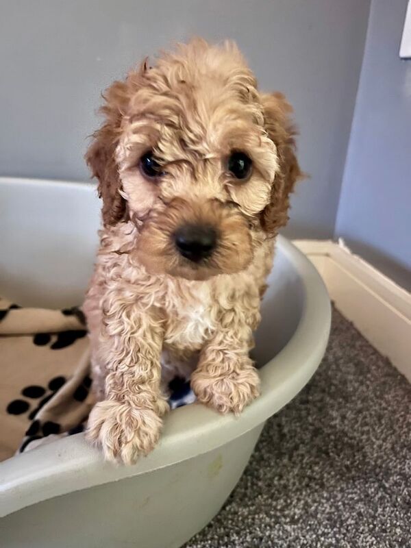 Cockapoo puppies for sale in Warrington, Cheshire – 6 weeks old - Image 3 of 3