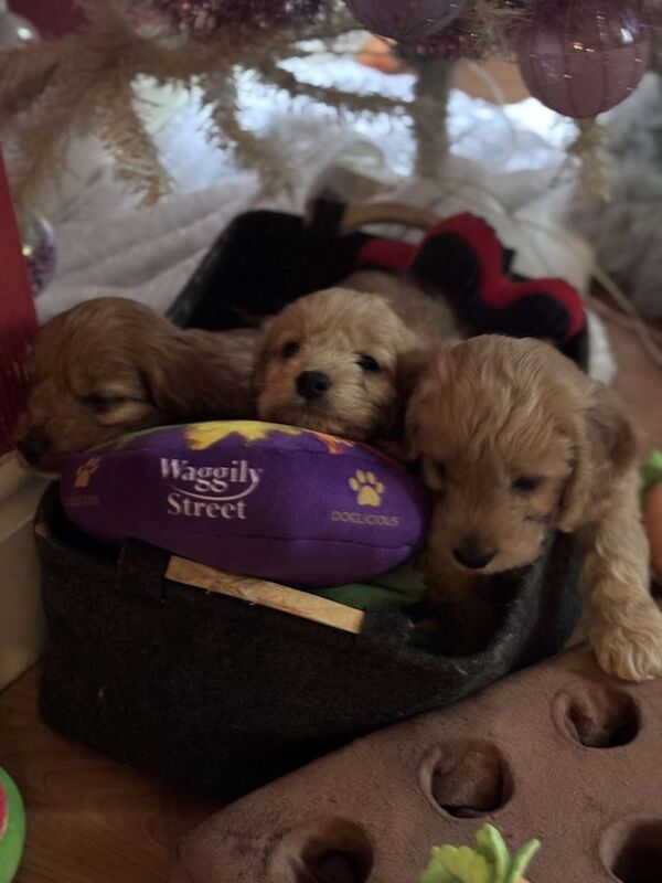 Cockapoo puppies for sale in Kingston upon Hull, East Riding Of Yorkshire – 3 months old - Image 2 of 6
