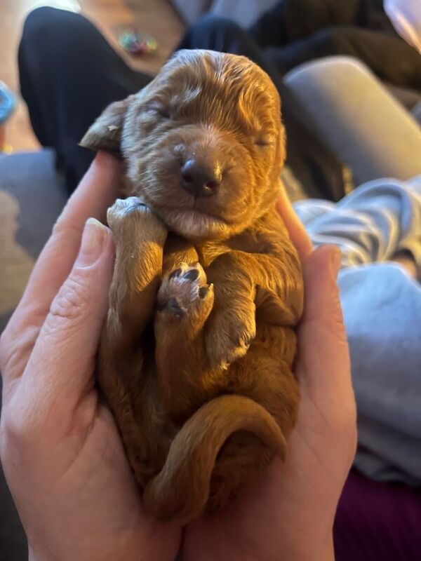Cockapoo puppies for sale in Kingston upon Hull, East Riding Of Yorkshire – 3 months old - Image 3 of 6