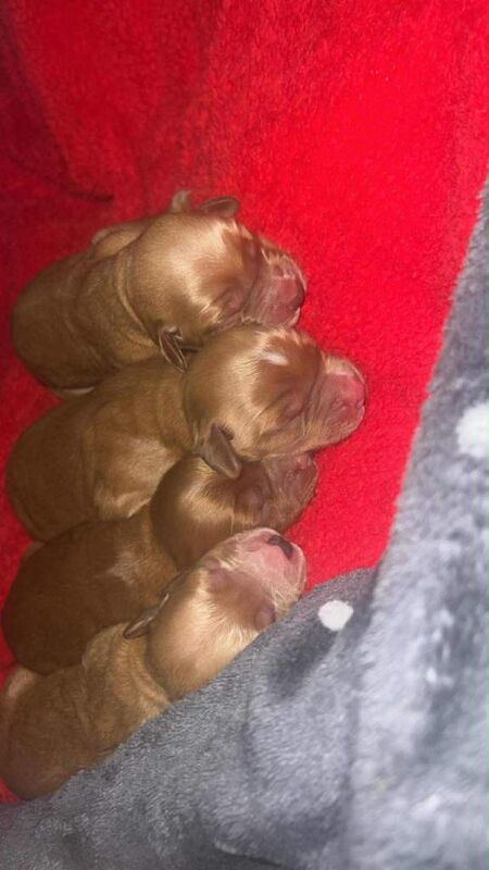 Cockapoo puppies for sale in Kingston upon Hull, East Riding Of Yorkshire – 3 months old - Image 4 of 6